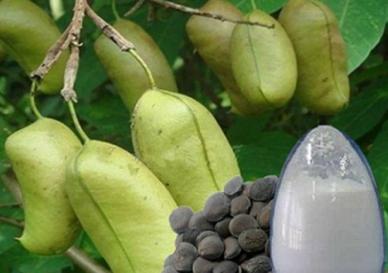 Botanical raw material and finished extract powder
