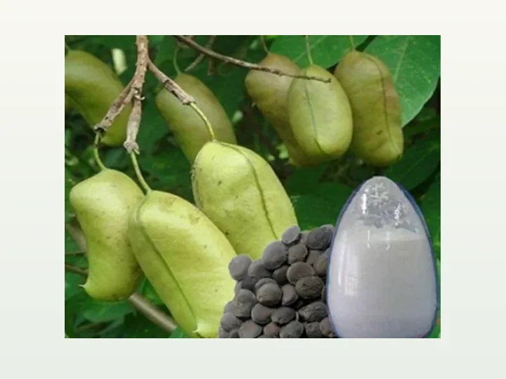 5-HTP Griffonia simplicifolia Extrakt