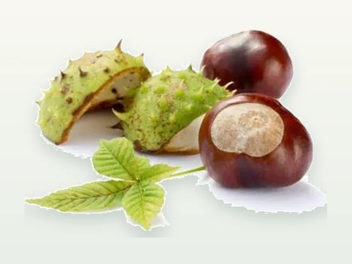 Horse Chestnut Extract