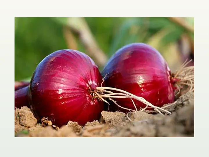 Onion extract