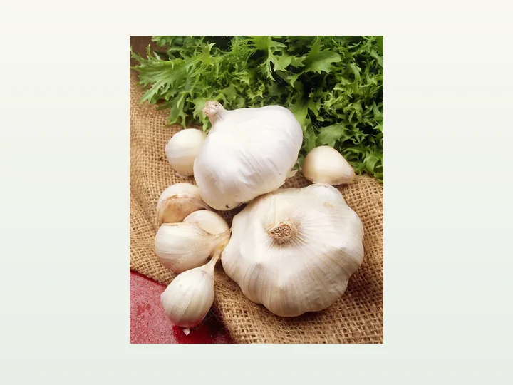 Garlic Extract