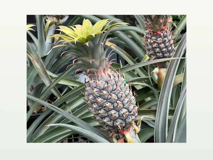 Ananas-Extrakt