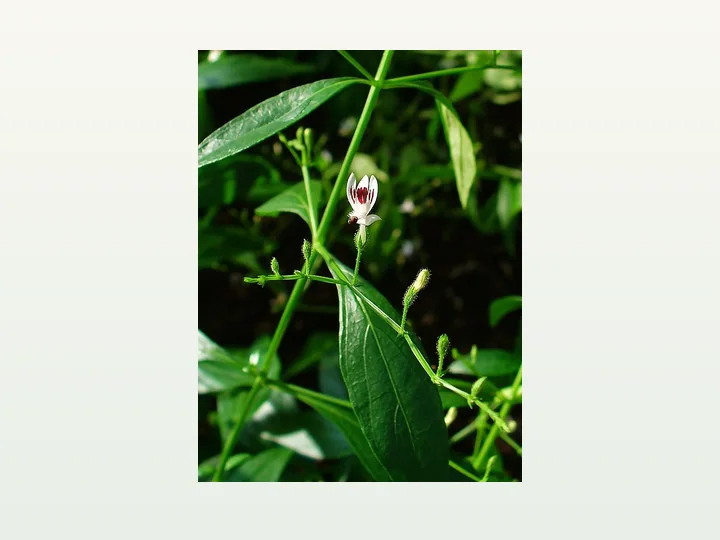 Andrographis Paniculata Extract