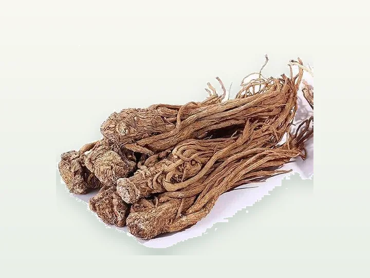 Angelica Extract(Dong Quai)