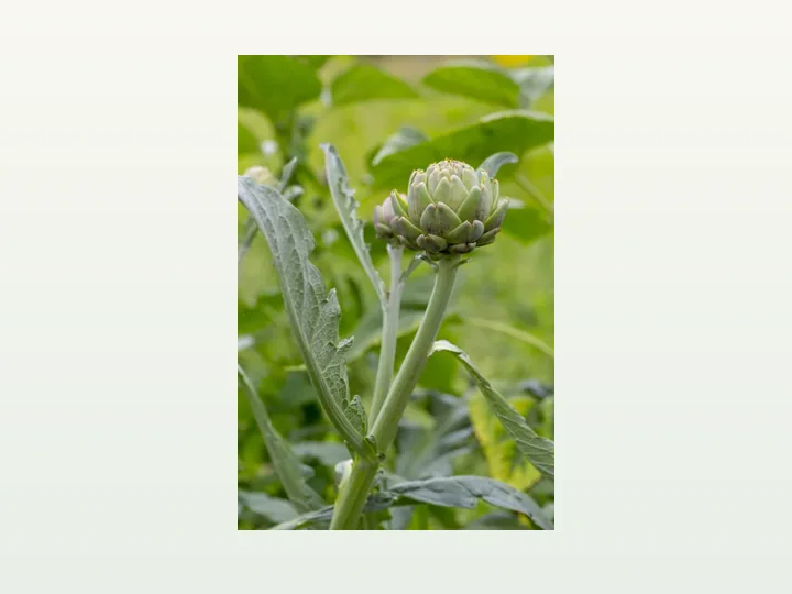 Artichoke Powder Extract