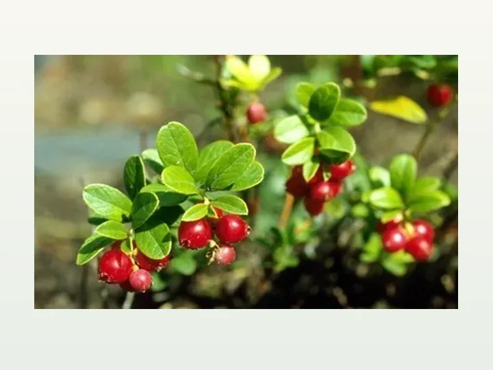 Bearberry (Urva-Ursi) Extract