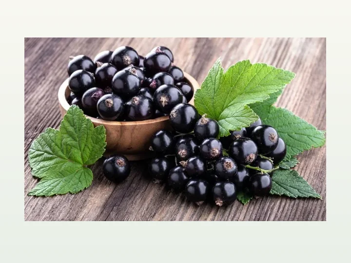Black Currant Extract