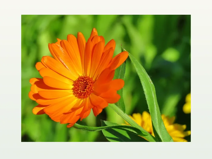 Marigold Extract/Beadlet/Oil