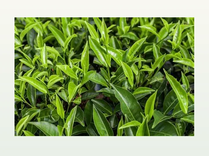 Green Tea Extract