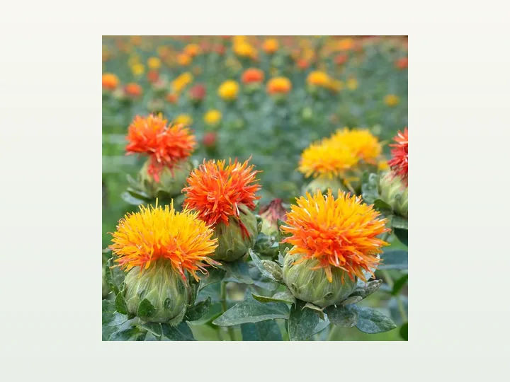 Safflower Extract