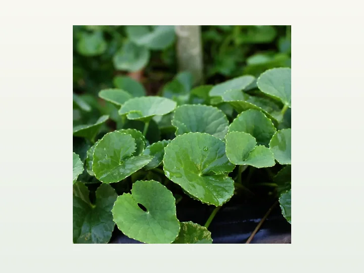 Gotu Kola Extract