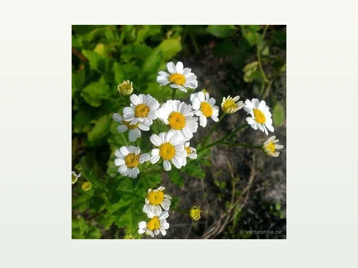 Chrysanthemum Flower Extract