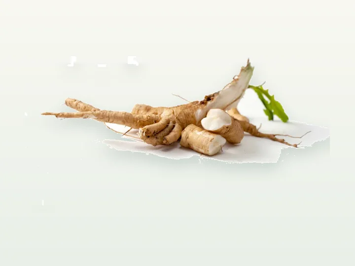 Chicory Powder Extract