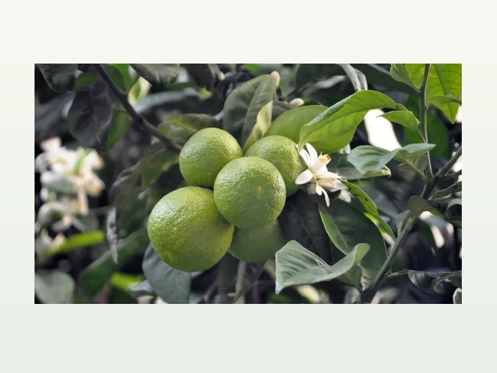 Citrus Aurantium Extract