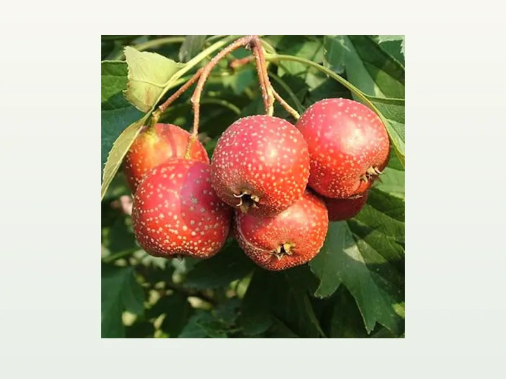 Hawthorne Berry Extract