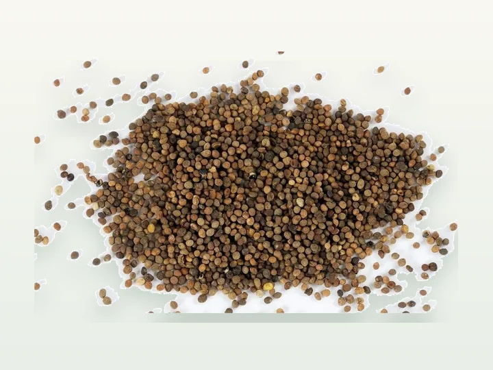Dodder Seed (Cuscuta Seed) (Semen Cuscutae) Extract