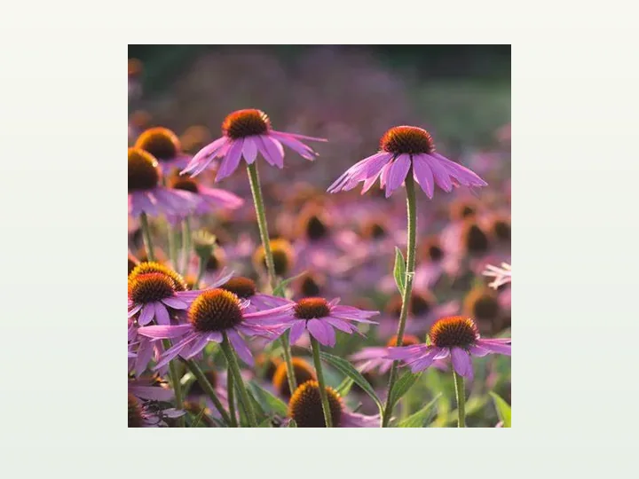 Echinacea Extract