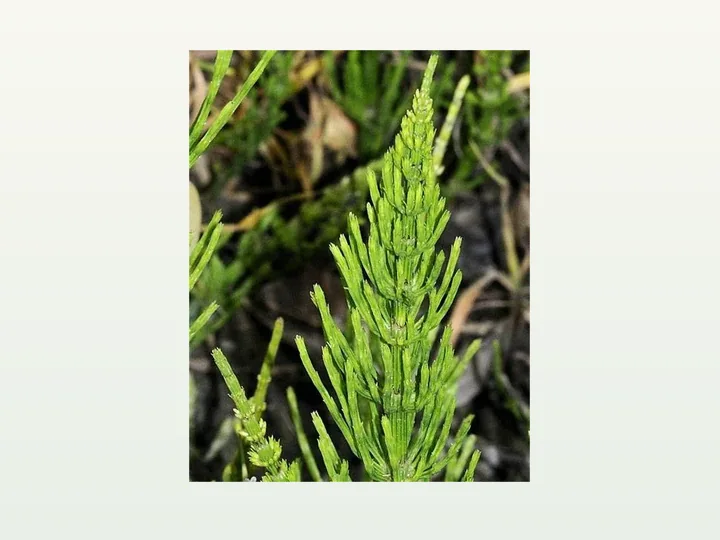 Horsetail Extract