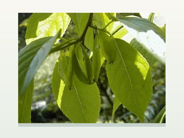 Eucommia Bark Extract