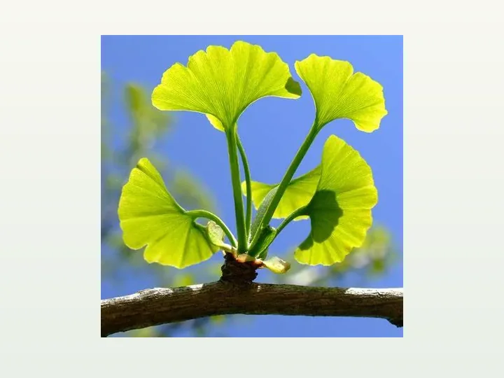 Ginkgo Biloba Extract