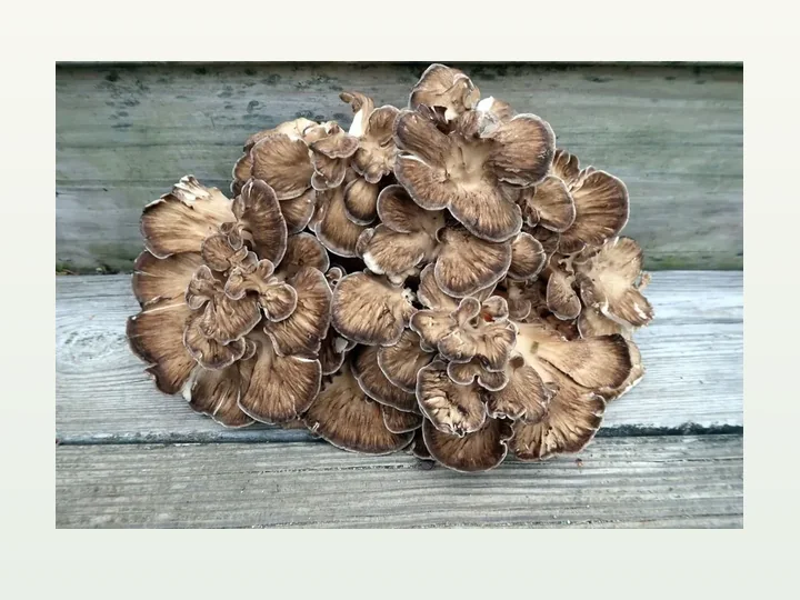 Grifola frondosa (Maitake) Extract