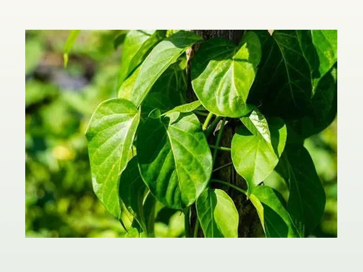 Gymnema Sylvestre Extract