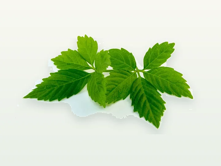 Gynostemma Pentaphyllum Extract