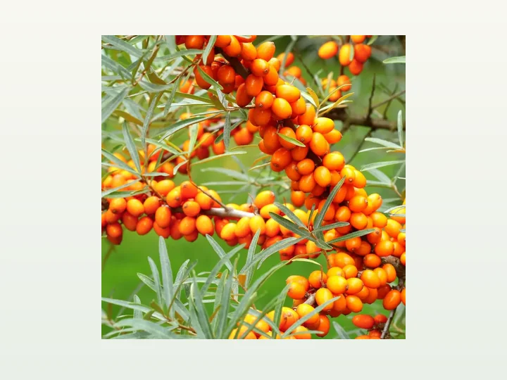 Sea Buckthorn Extract /Oil