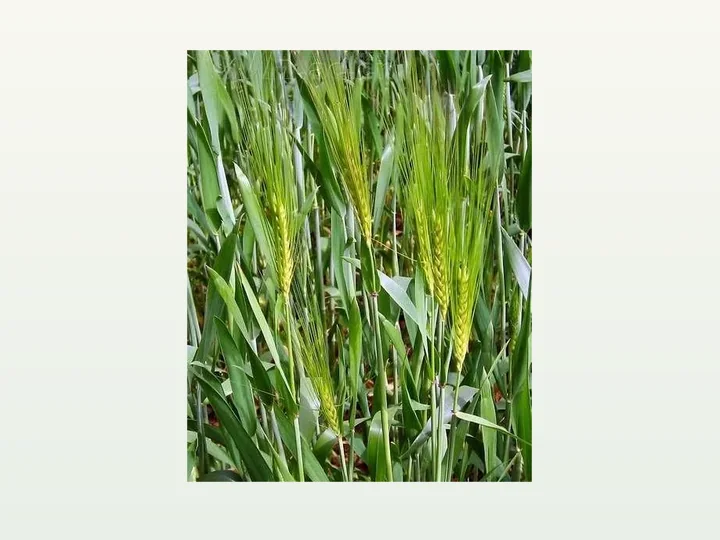 Green Barley Juice Extract