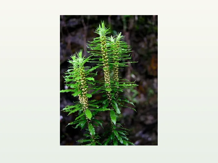 Huperzine Serrate Extract