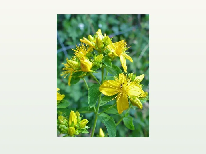 St.John's Wort Extract