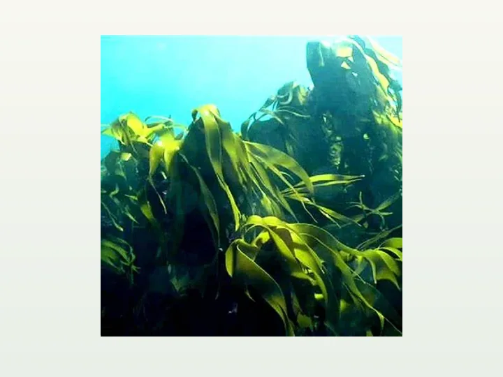 Kelp Powder Extract