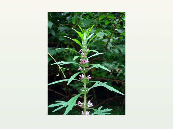 Motherwort Herb Extract