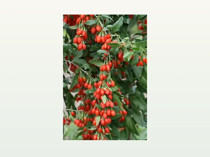 Wolfberry Extract