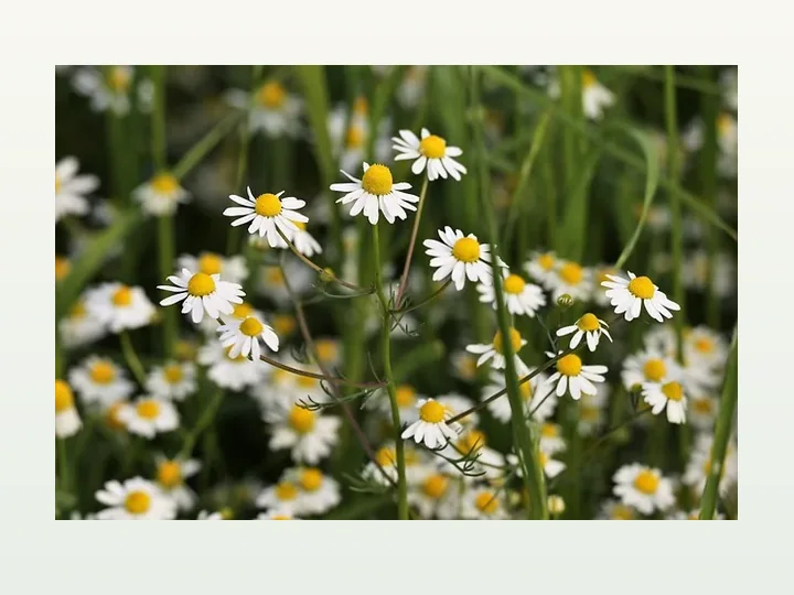 Chamomile Extract