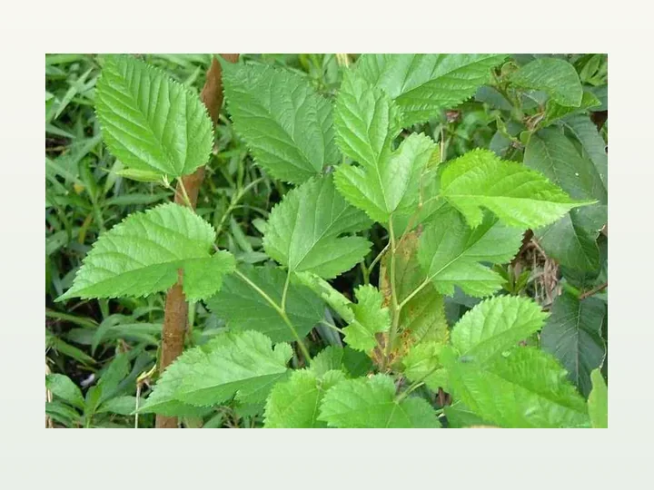 Mulberry Leaves Extract