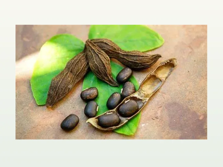 Mucuna Beans Powder Extract L-Dopa