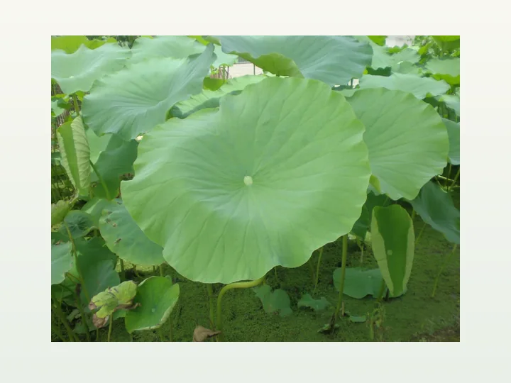 Lotus Powder Extract