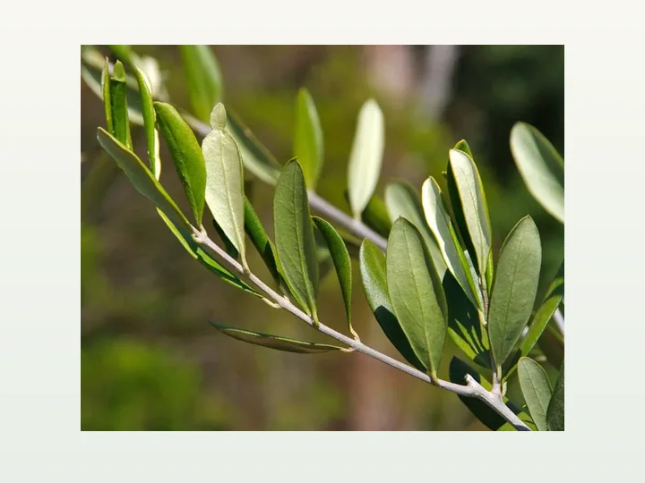 Olive Leaf Extract