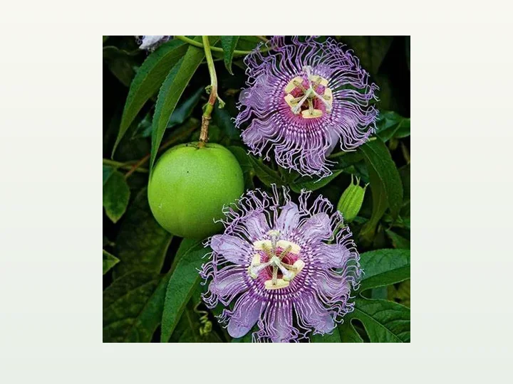 Passion Flower Extract