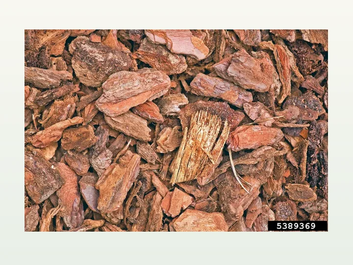Pine Bark Extract