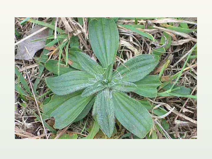 Plantain Powder Extract