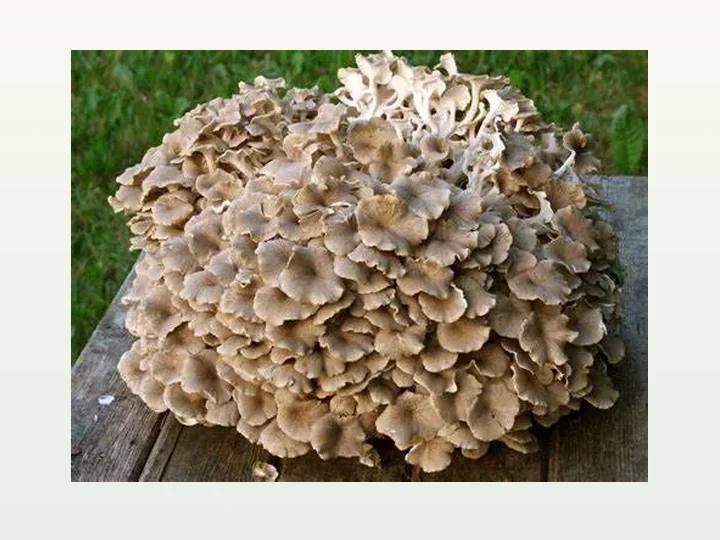 Polyporus Extract