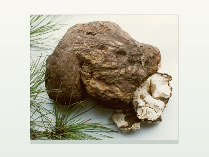 Poria Extract