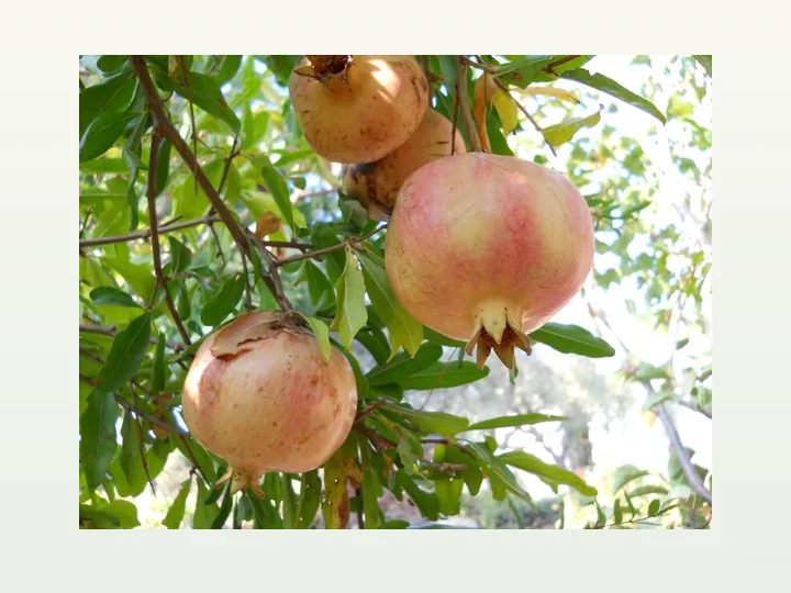 Pomegranate Extract