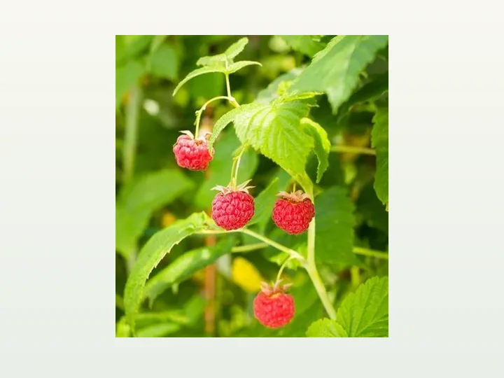 Rote Himbeere Extrakt