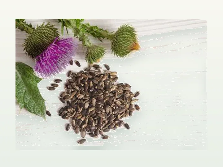 Milk Thistle Extract Silymarin