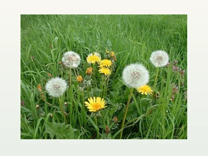 Dandelion Extract
