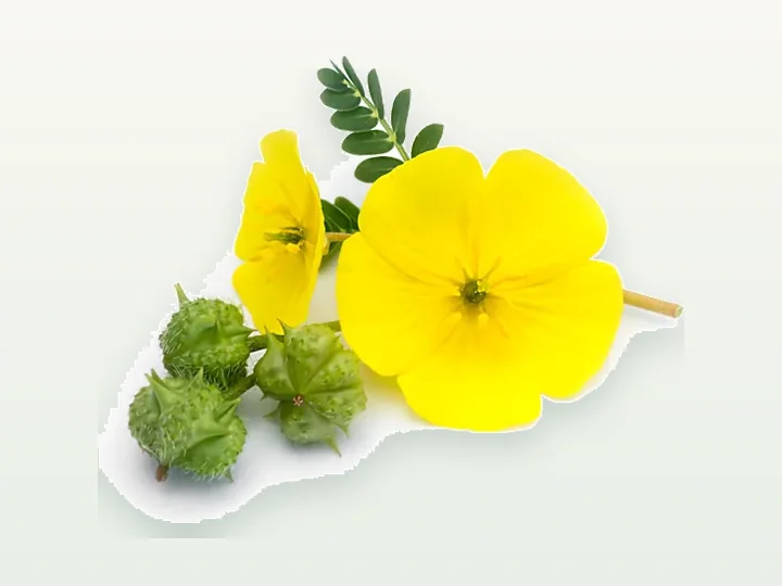Tribulus Terrestris Extract