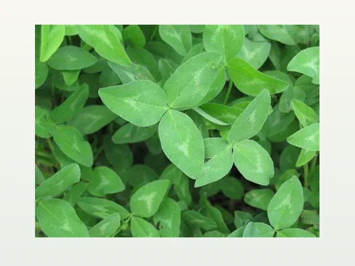 Red Clover Extract